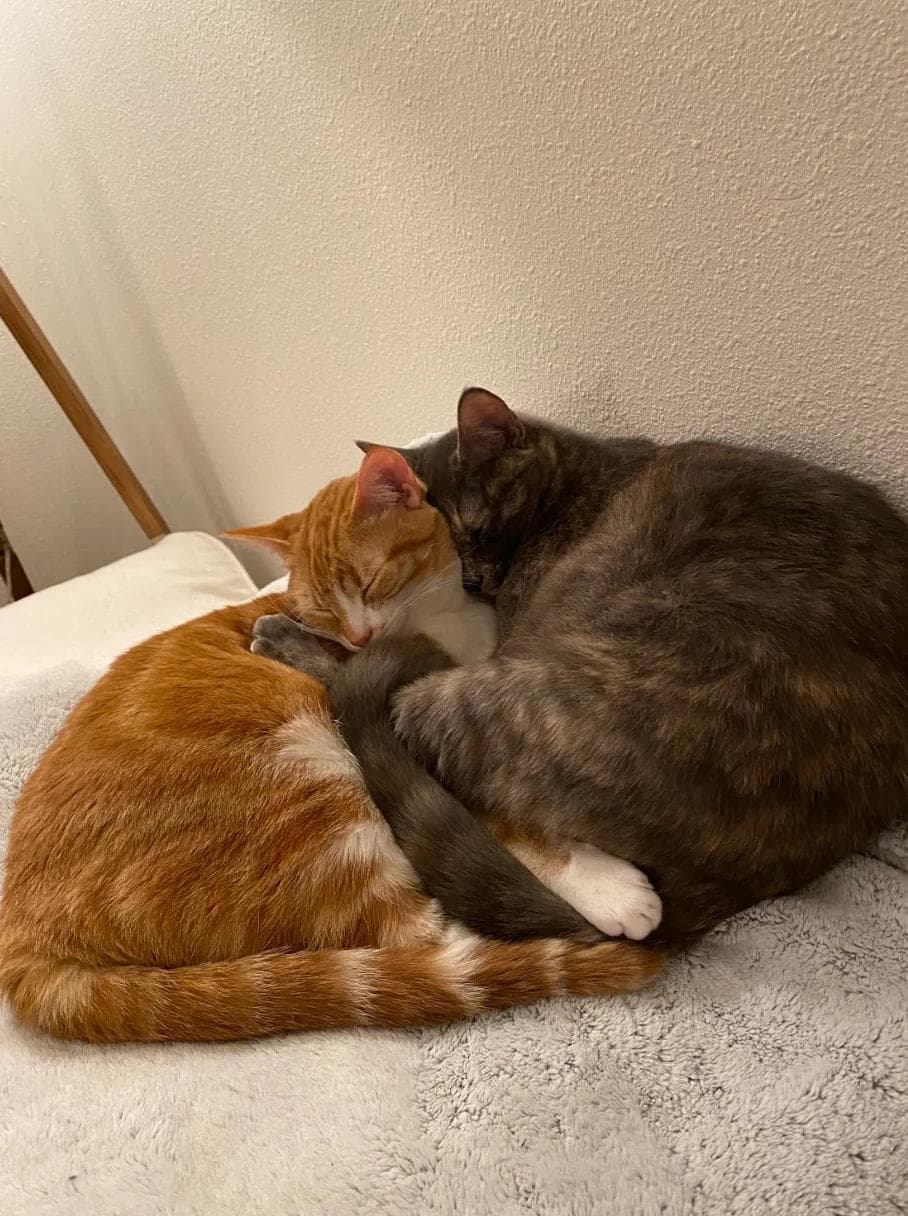 Joel BTB Picture 3 Two cats, one orange and one gray, are cuddled up together, sleeping peacefully on a soft blanket.