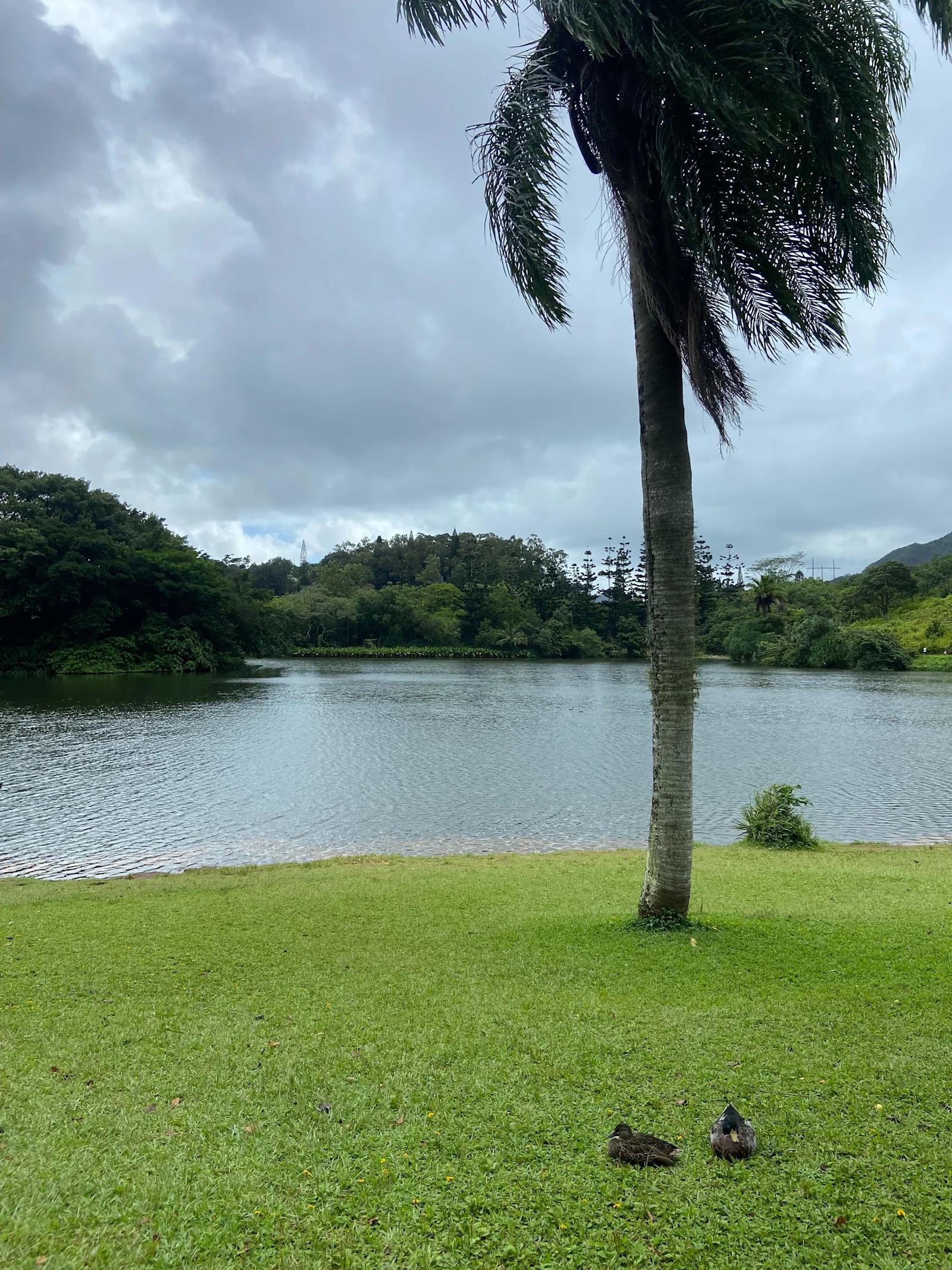 An image of a pond and a palm tree in Hawaii.